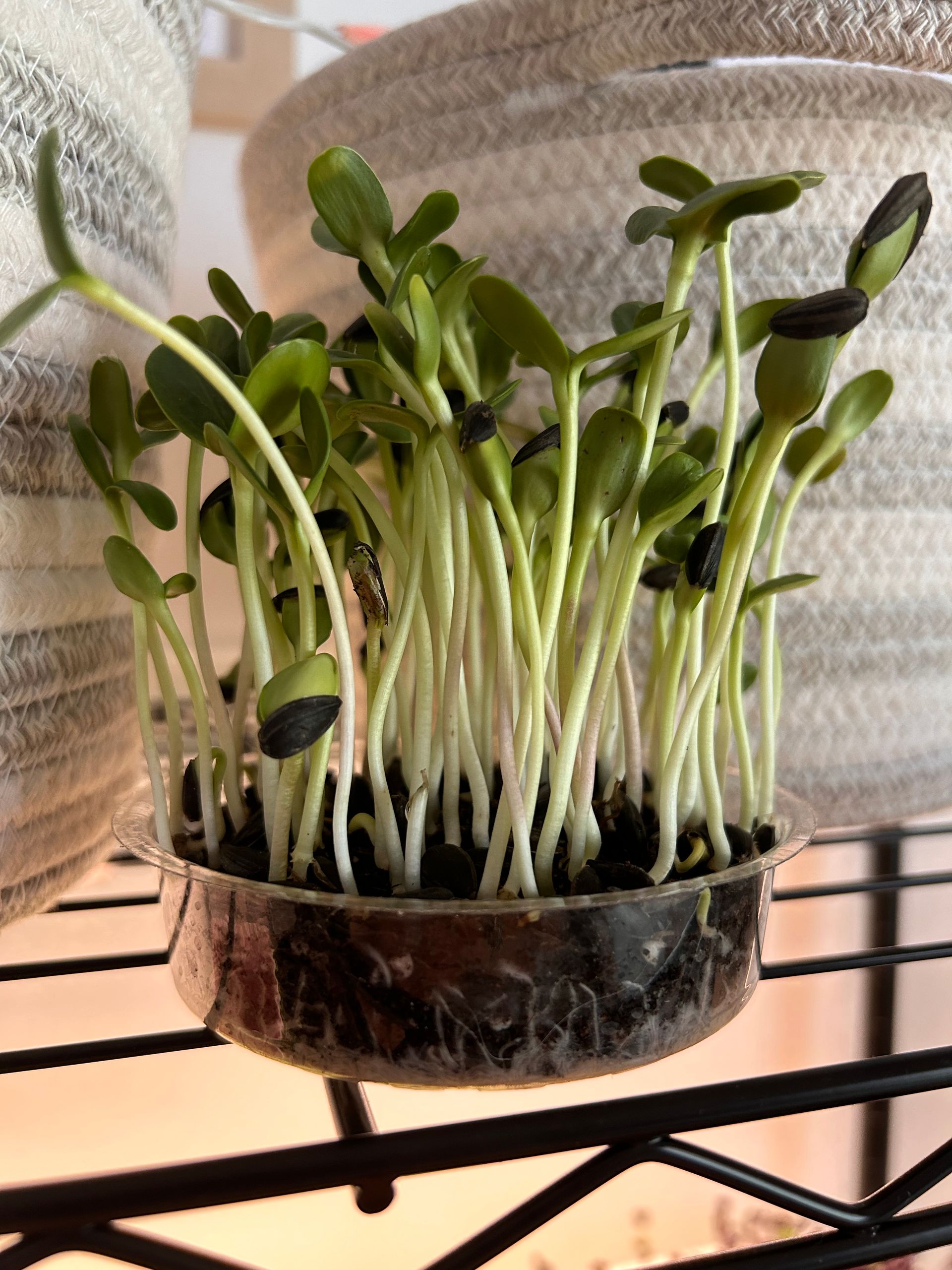 Sunflower Living Microgreen - Large