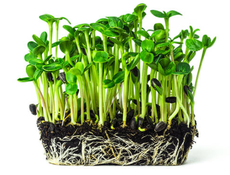Sunflower Living Microgreen (LARGE)