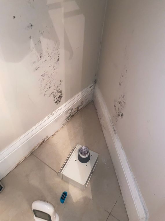 Hand in pink glove spraying moldy wall next to window.