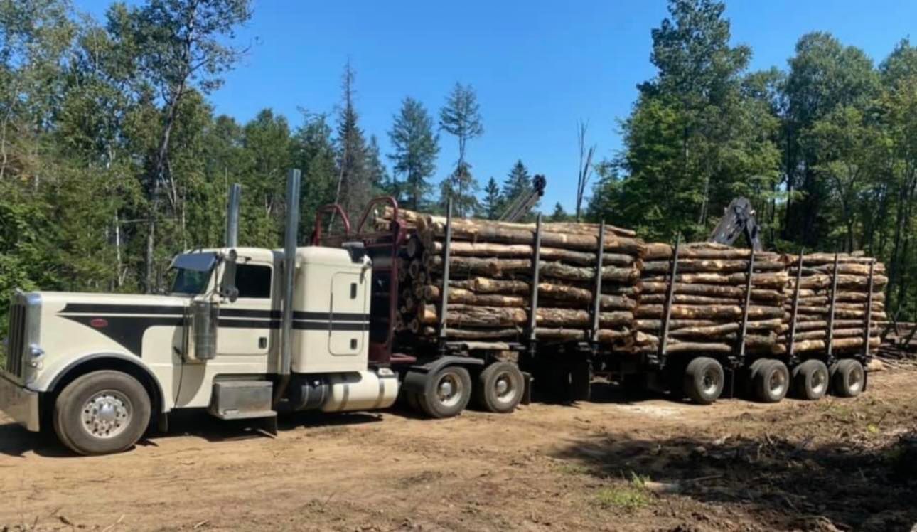 Un semi-remorque transporte des grumes dans une forêt.