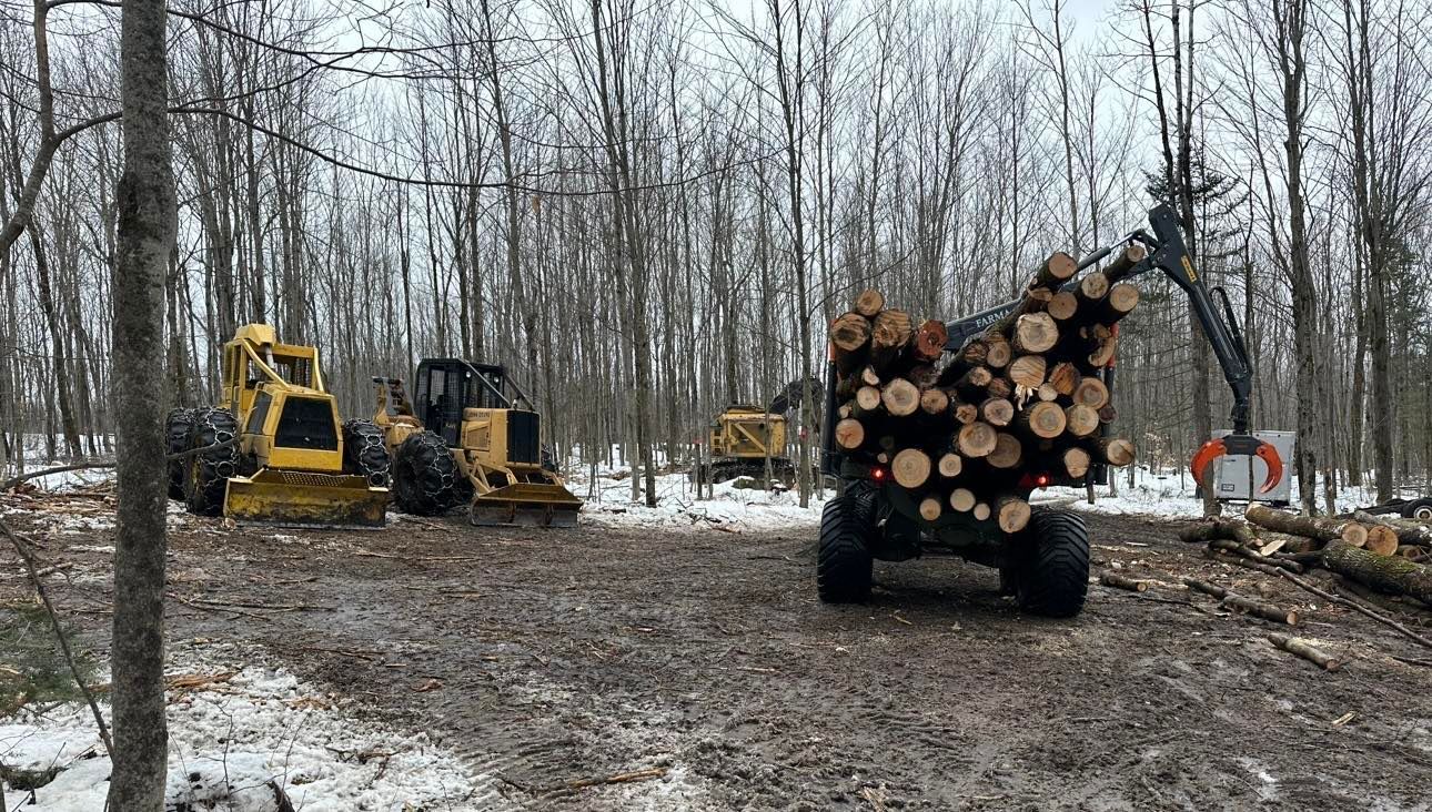 Une pile de grumes est chargée sur un camion dans une forêt.