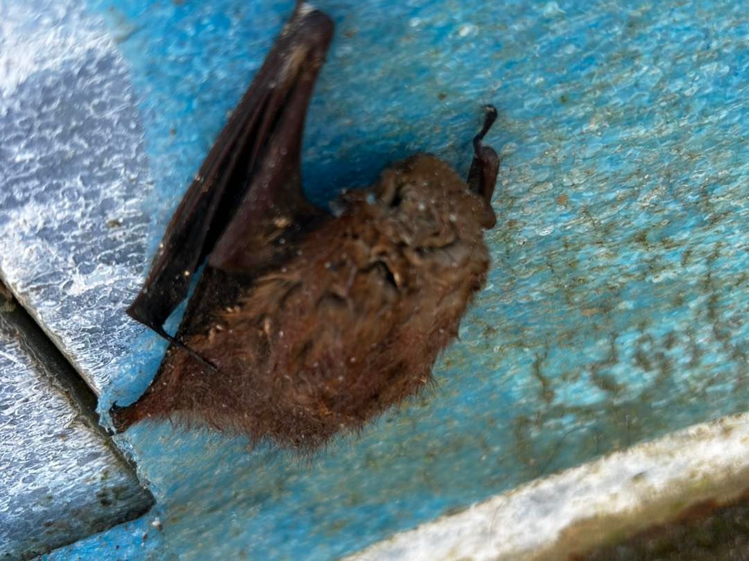 A small brown bat hangs upside down on a bright blue painted wooden surface.