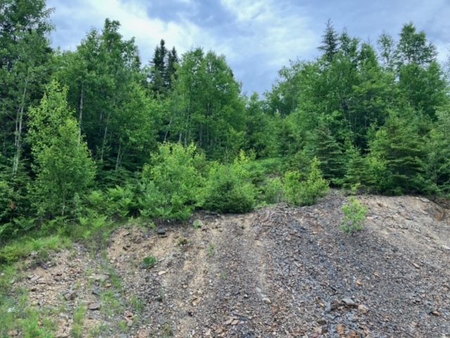 A dirt hill surrounded by trees on a cloudy day.