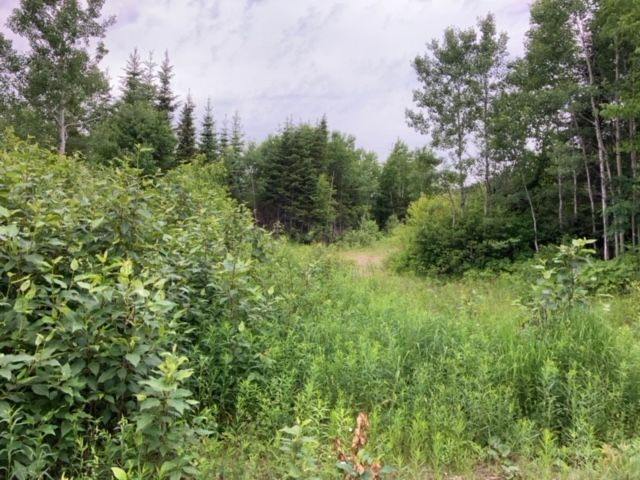 A lush green field surrounded by trees and bushes on a cloudy day.