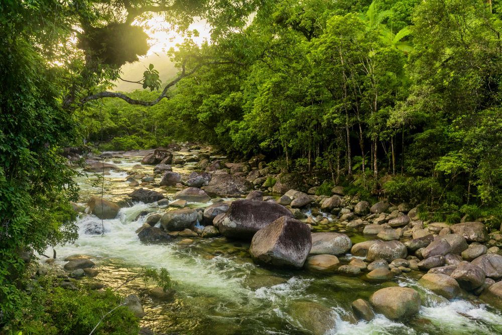 A River Flowing Through A Lush Green Forest Surrounded By Rocks — Aspire Dental in Rasmussen, QLD