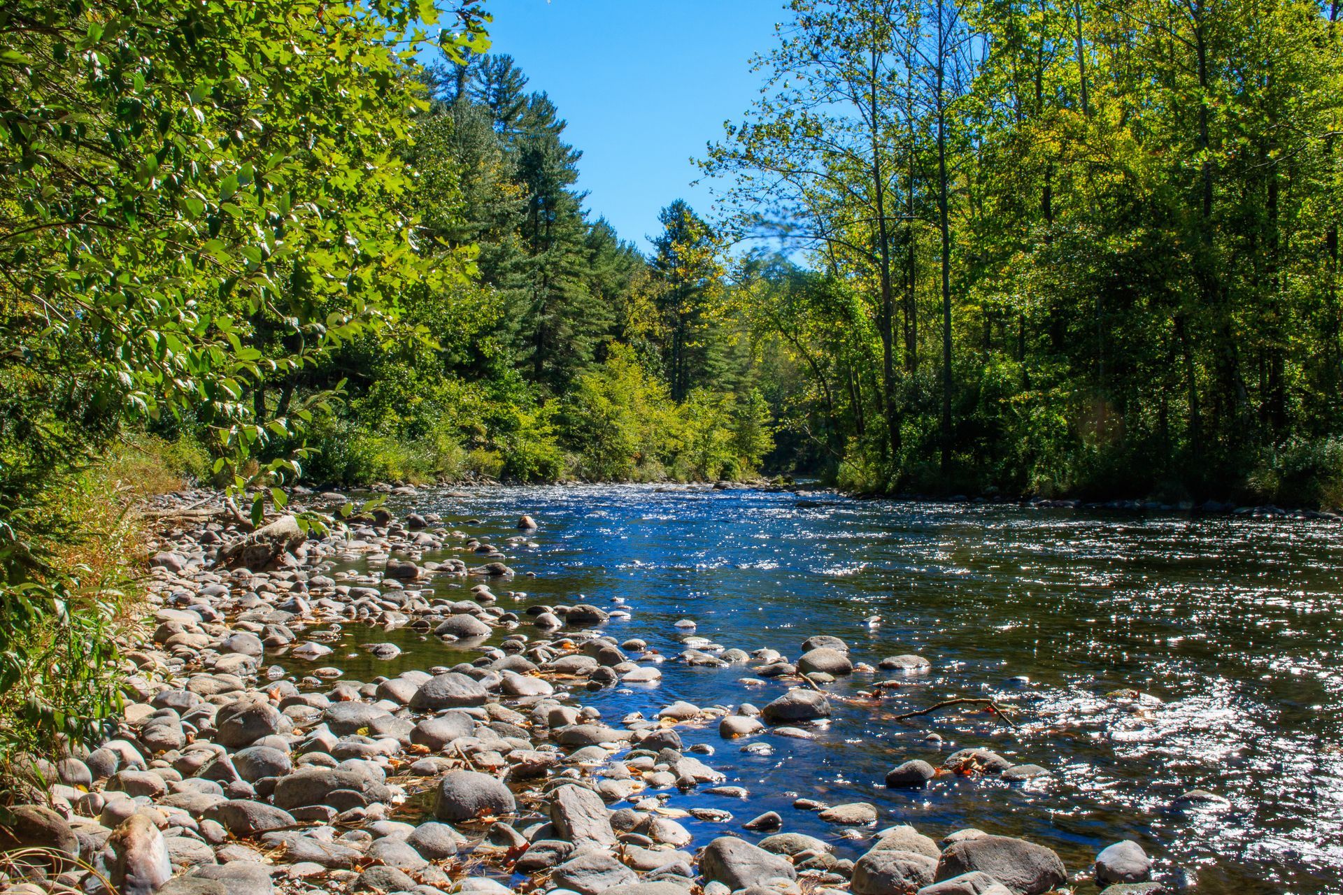 River flowing through a forest, rocky shore, trees with green leaves, sunny day.