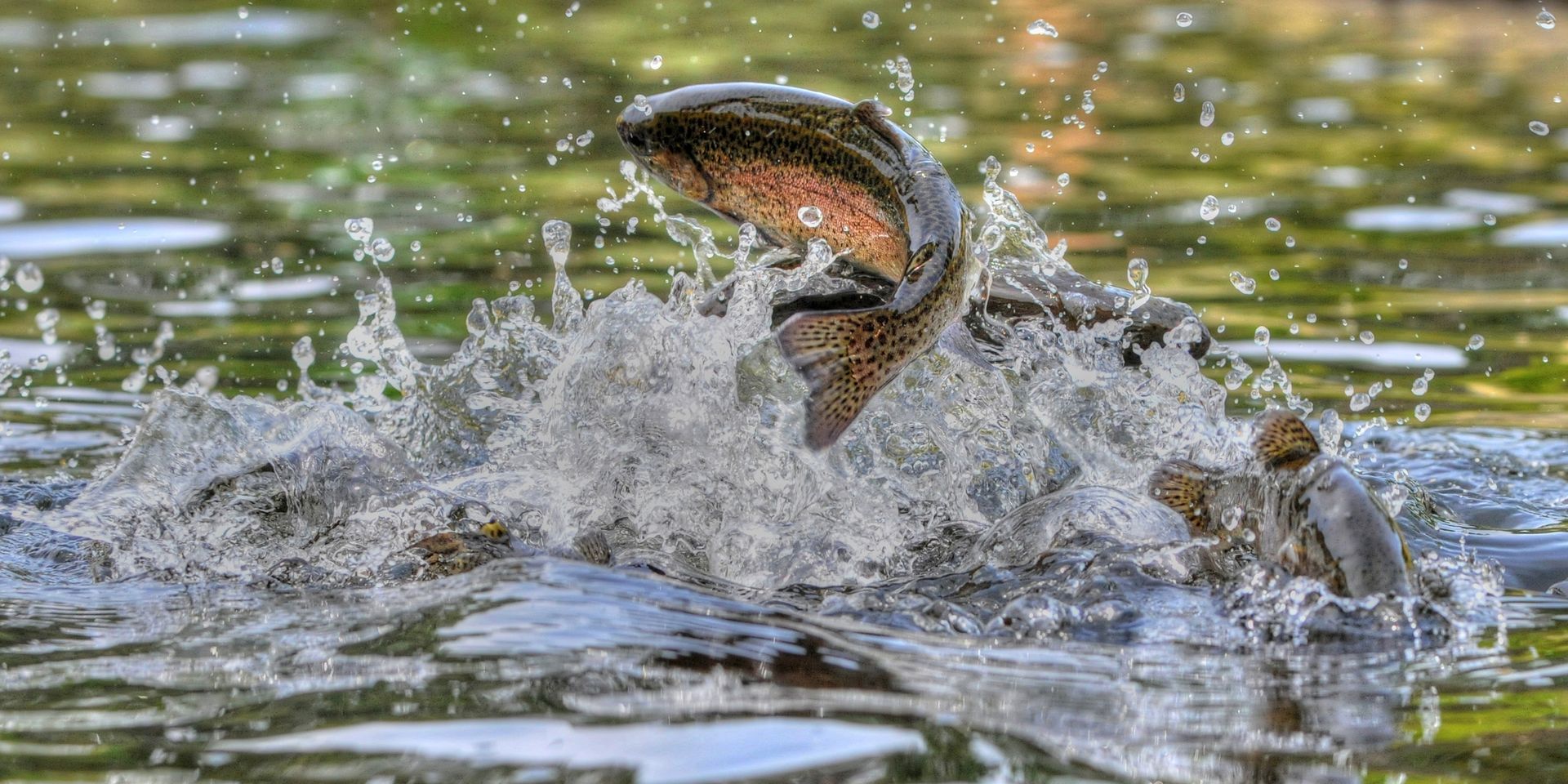 A fish leaps out of water, creating a splash. Its colorful scales are visible.