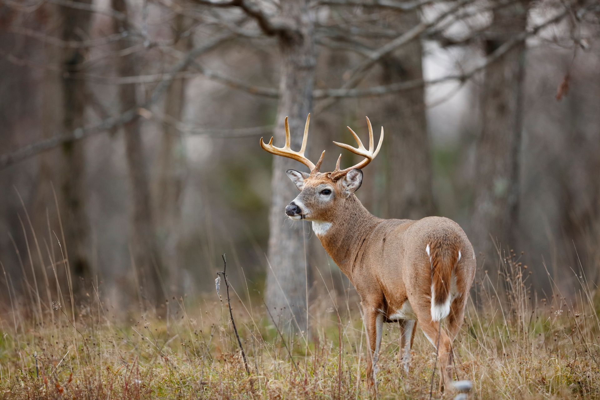 White-tailed buck deer with large antlers in a field with trees in the background.