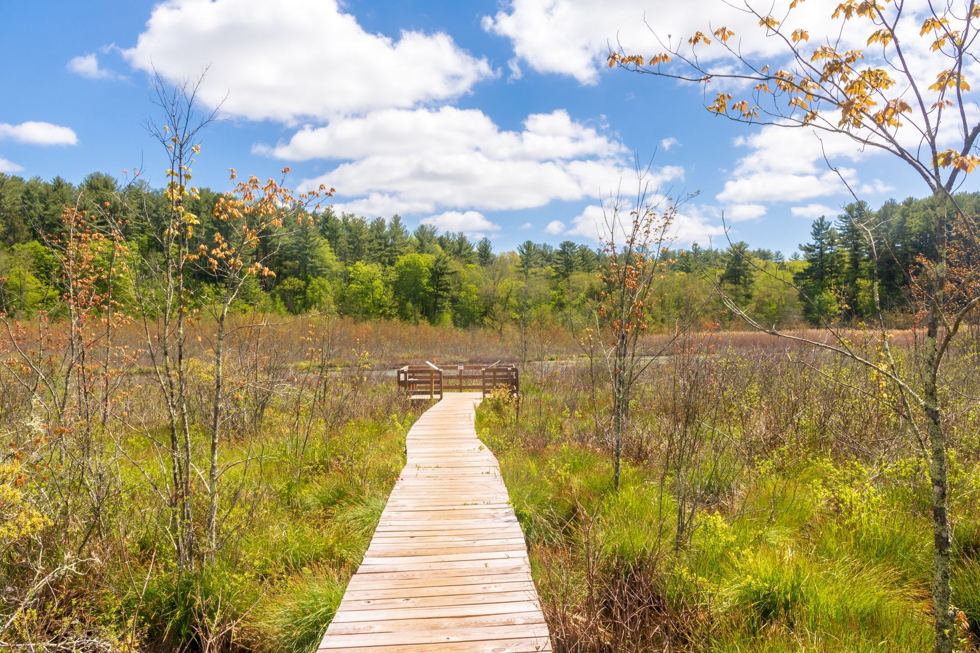 Wooden boardwalk through a marsh, leading to a wooden viewing platform, under a blue sky with clouds.