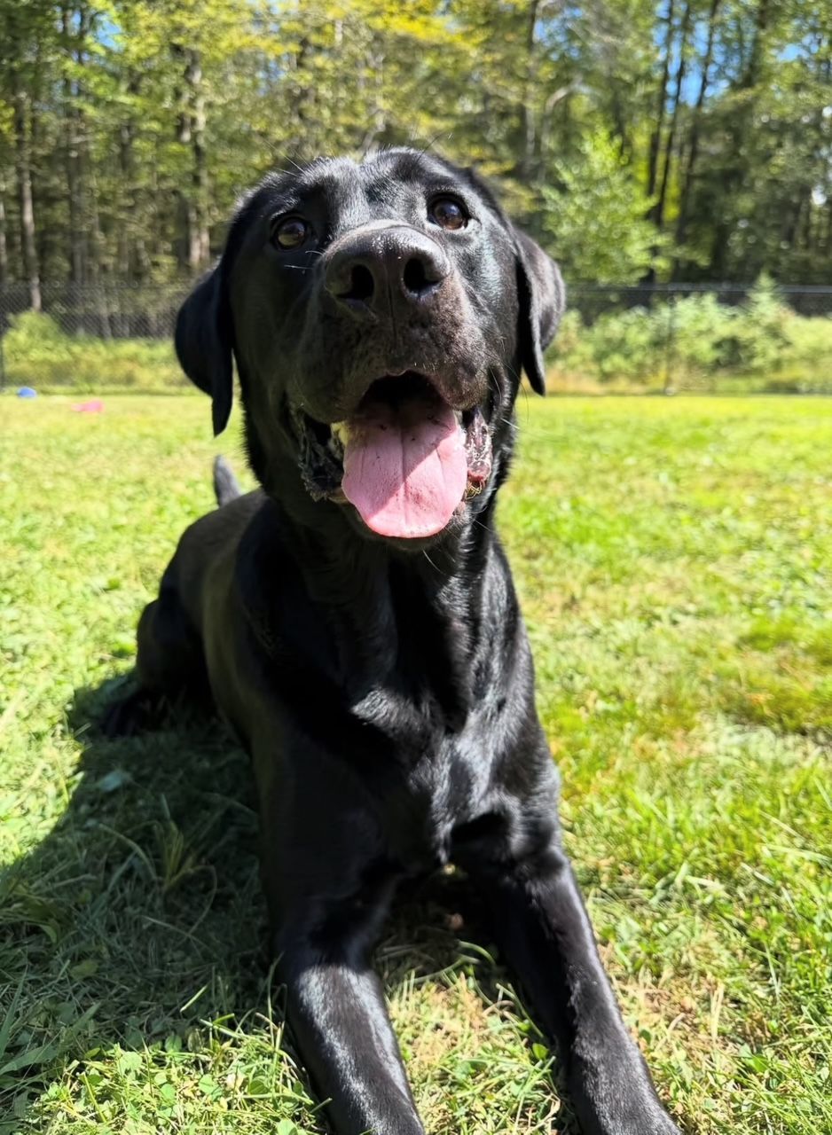 Black Labrador dog with tongue out, lying in green grass.