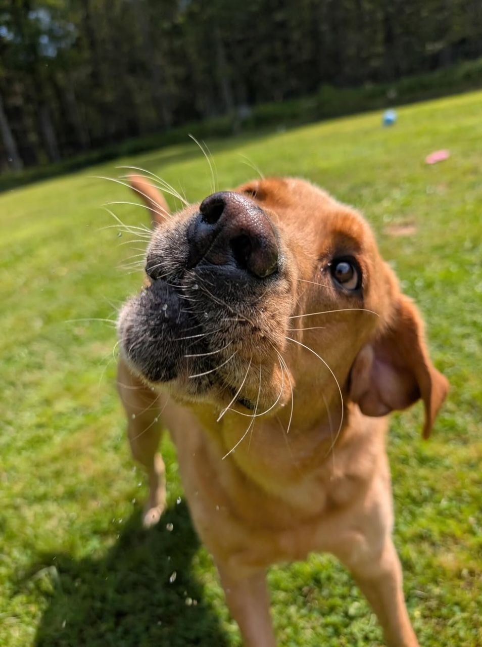 Golden retriever looking up, close-up of face. Brown fur, wet nose, outdoors on grass.