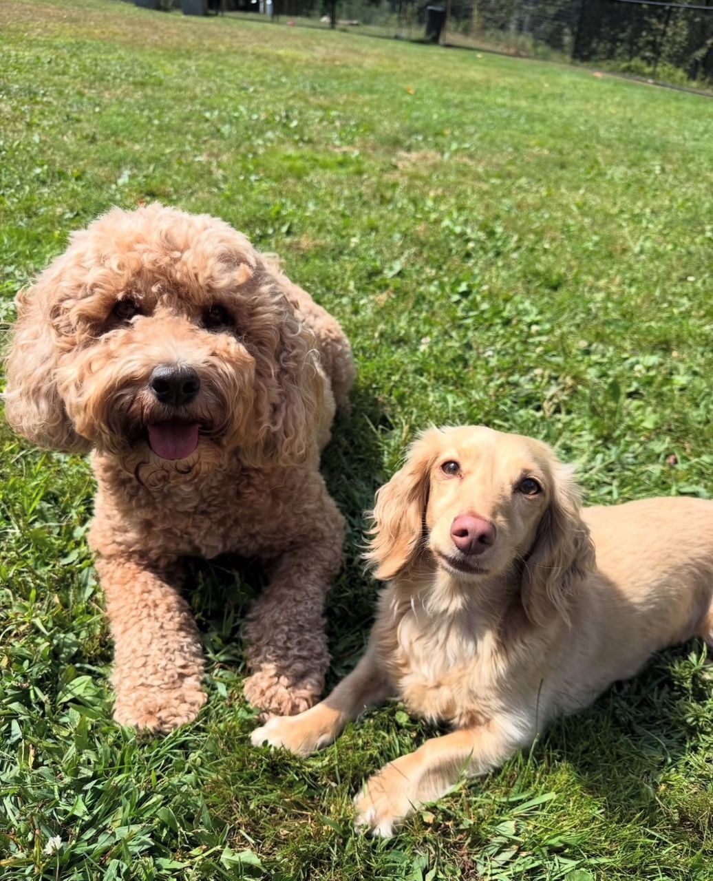 Two dogs, a curly-haired apricot poodle and a long-haired tan dachshund, lying on green grass, looking at the camera.