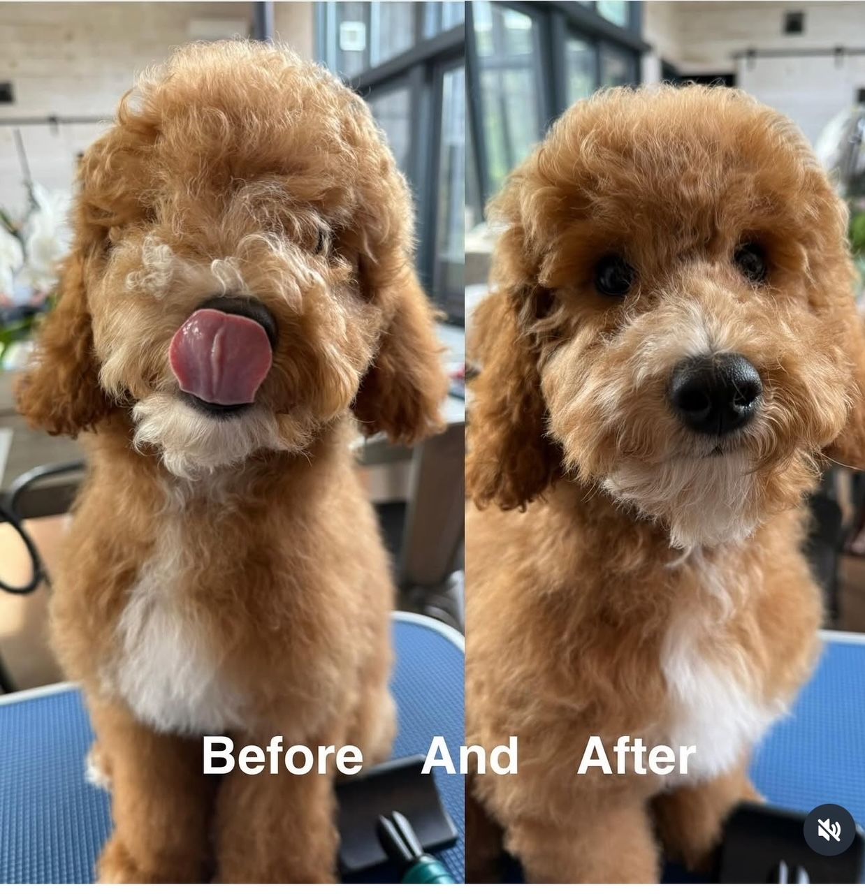Before and after grooming: Brown dog with curly fur, tongue out, then neatly trimmed.