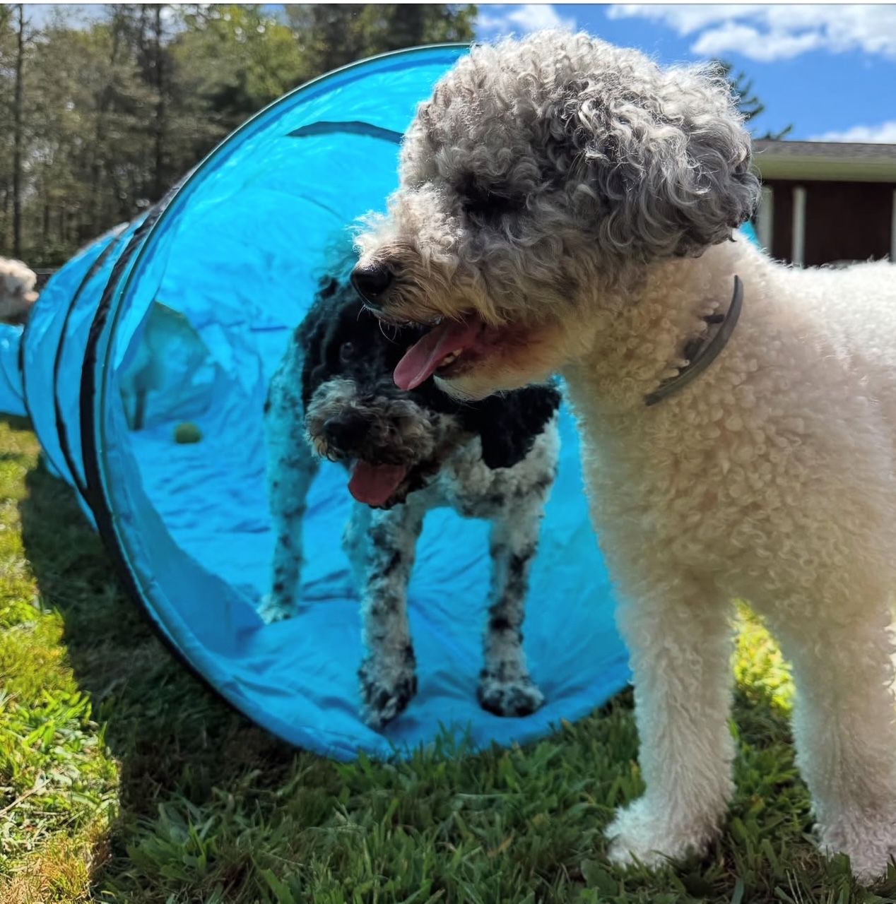 Two dogs at play: one exits a blue tunnel, while another looks on, both with happy expressions.
