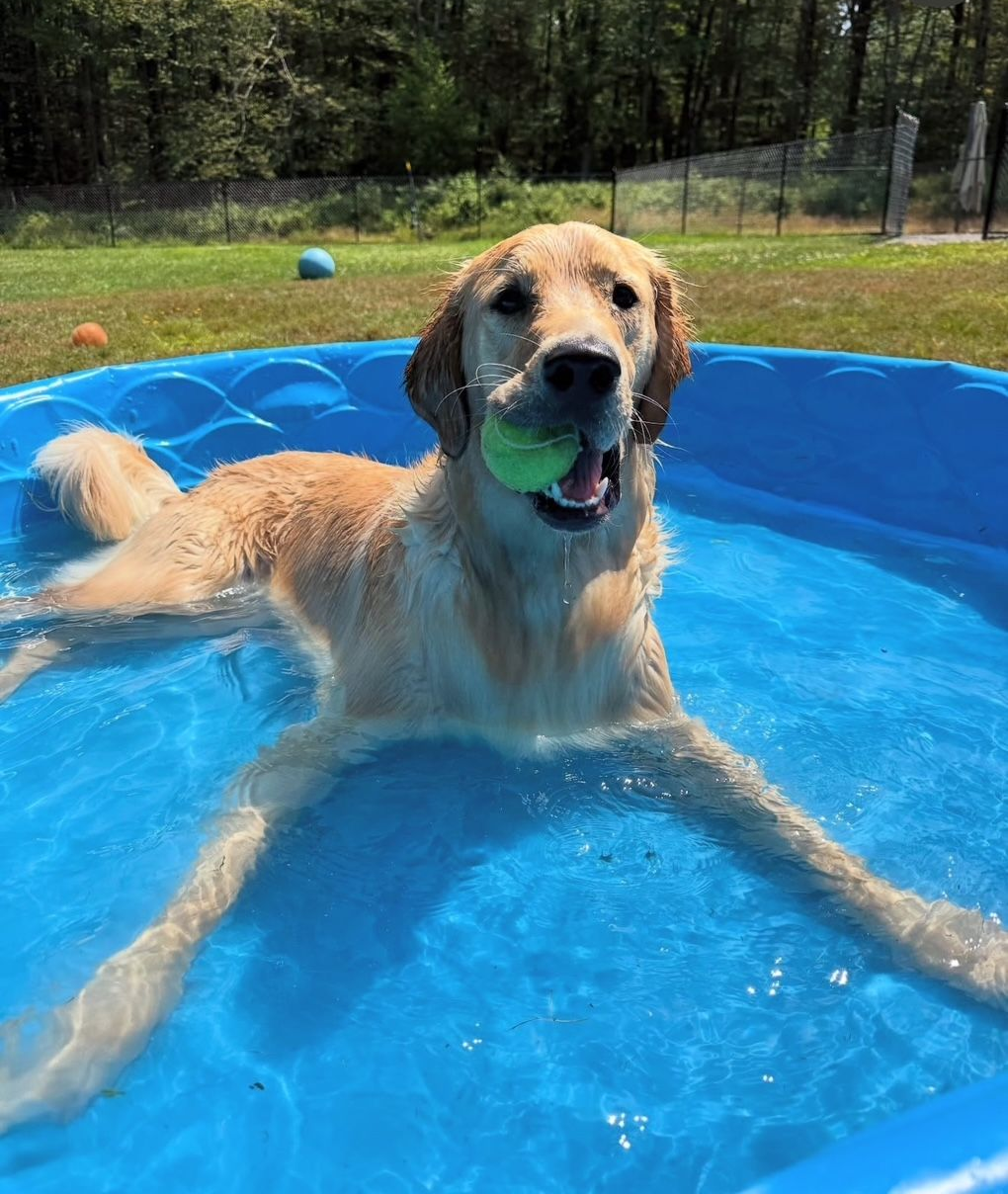 Golden retriever dog swims in a blue kiddie pool, holding a green ball in its mouth, outdoors.