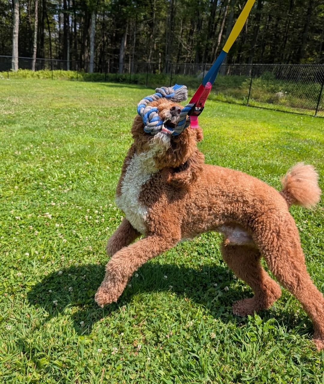 Brown poodle, playing tug-of-war with a blue and red rope toy in a grassy field.