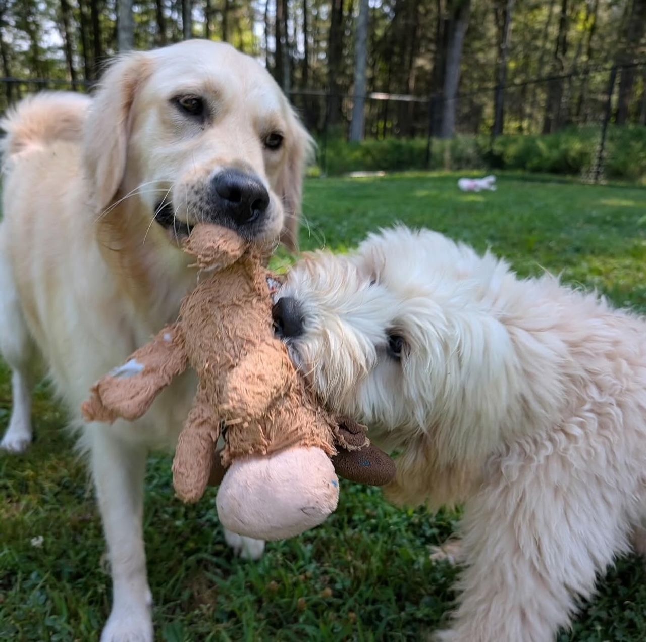 Two dogs, a golden retriever and a goldendoodle, tug-of-war with a stuffed animal on grass.