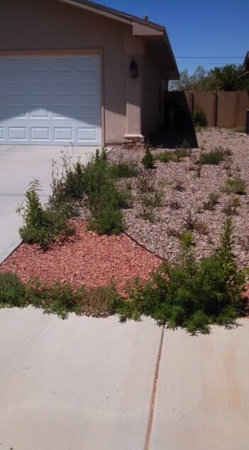 Remove Weeds Around Rock Scaping — Alamogordo, NM — David's Landscaping Design LLC