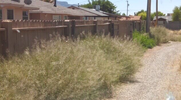 Removing Shrub Around a House — Alamogordo, NM — David's Landscaping Design LLC