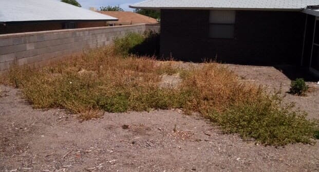 Weeds Around the House — Alamogordo, NM — David's Landscaping Design LLC