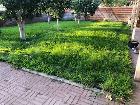 Removing Weeds from Lawn Grass — Alamogordo, NM — David's Landscaping Design LLC