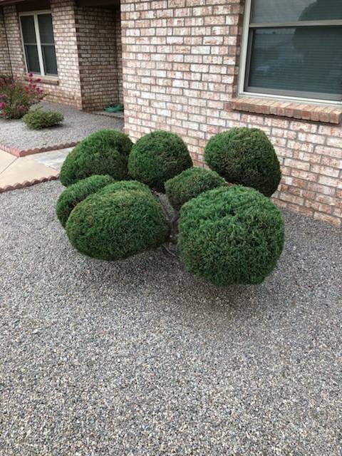 Newly Trimmed Bushes — Alamogordo, NM — David's Landscaping Design LLC
