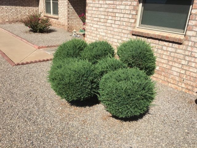 Circle Shape Green Bushes — Alamogordo, NM — David's Landscaping Design LLC