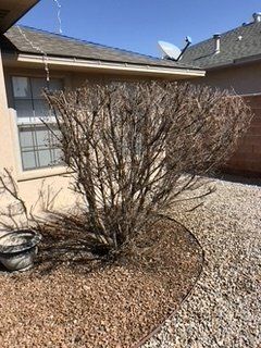 After Tree with No Leaves Trimming — Alamogordo, NM — David's Landscaping Design LLC