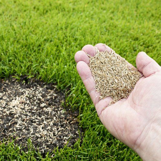 Overseeding — Alamogordo, NM — David's Landscaping Design LLC
