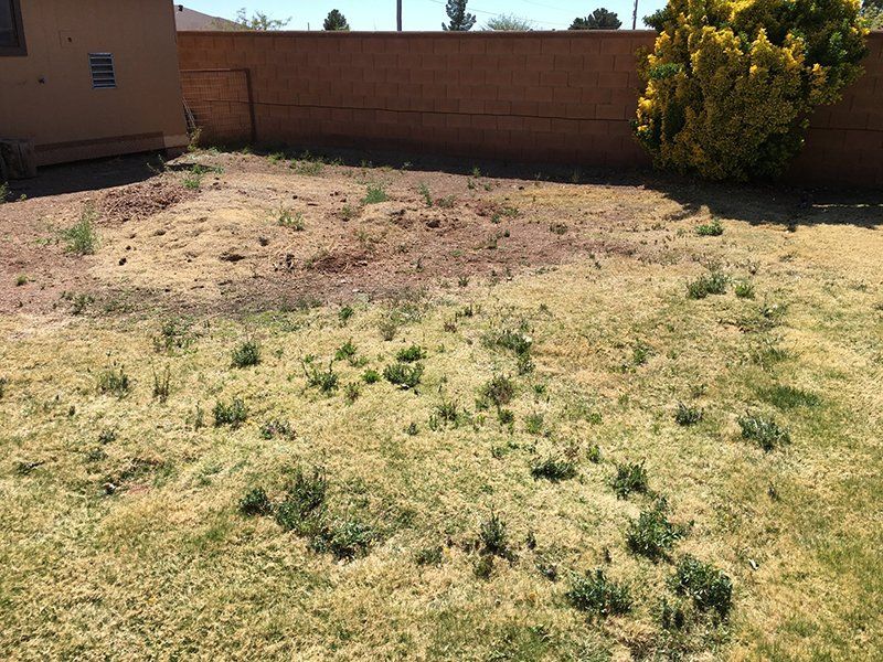 Weeds Removal on a Lawn — Alamogordo, NM — David's Landscaping Design LLC