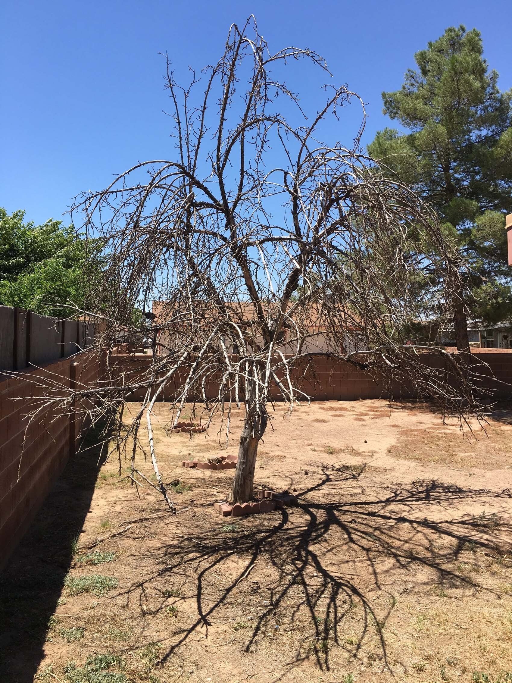 Before Landscaping — Alamogordo, NM — David's Landscaping Design LLC