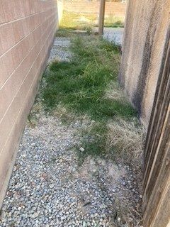 Before Grass Removal Near Two Walls  — Alamogordo, NM — David's Landscaping Design LLC