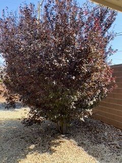 Before Purple Leaves Tree Trimming — Alamogordo, NM — David's Landscaping Design LLC