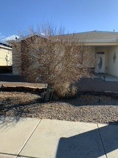 Before Tree with No Leaves Trimming Near a House — Alamogordo, NM — David's Landscaping Design LLC
