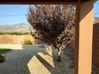 Before Purple Leaves Tree Trimming — Alamogordo, NM — David's Landscaping Design LLC