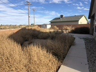 Before Brown Grass Trimming — Alamogordo, NM — David's Landscaping Design LLC