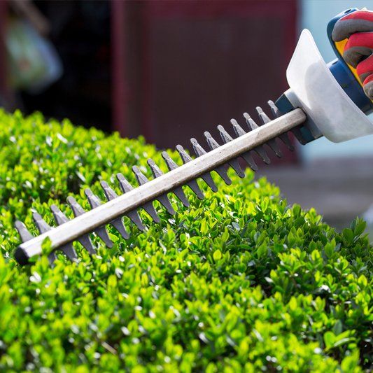 Bush Trimming — Alamogordo, NM — David's Landscaping Design LLC