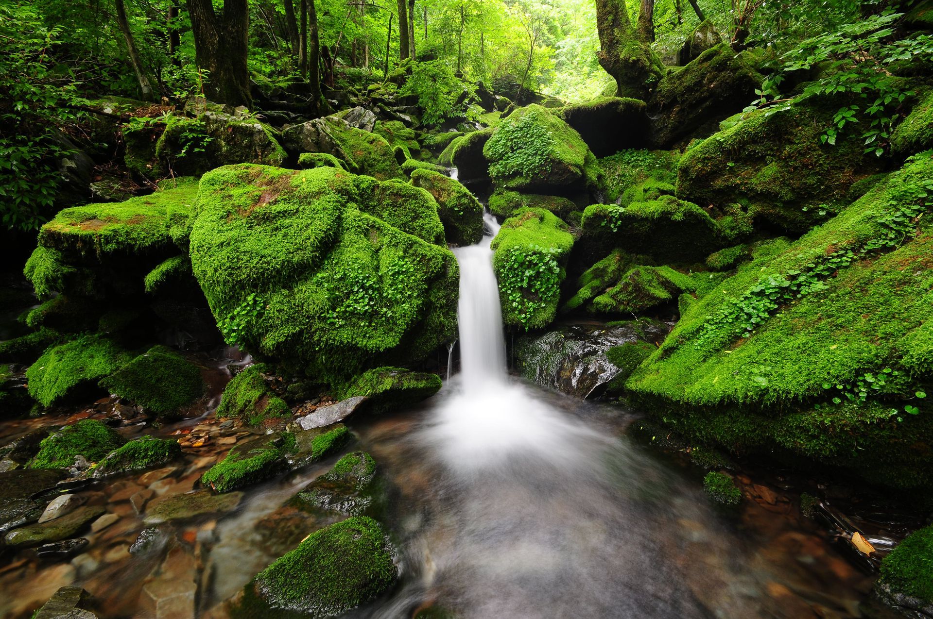 A small waterfall in a forest surrounded by mossy rocks