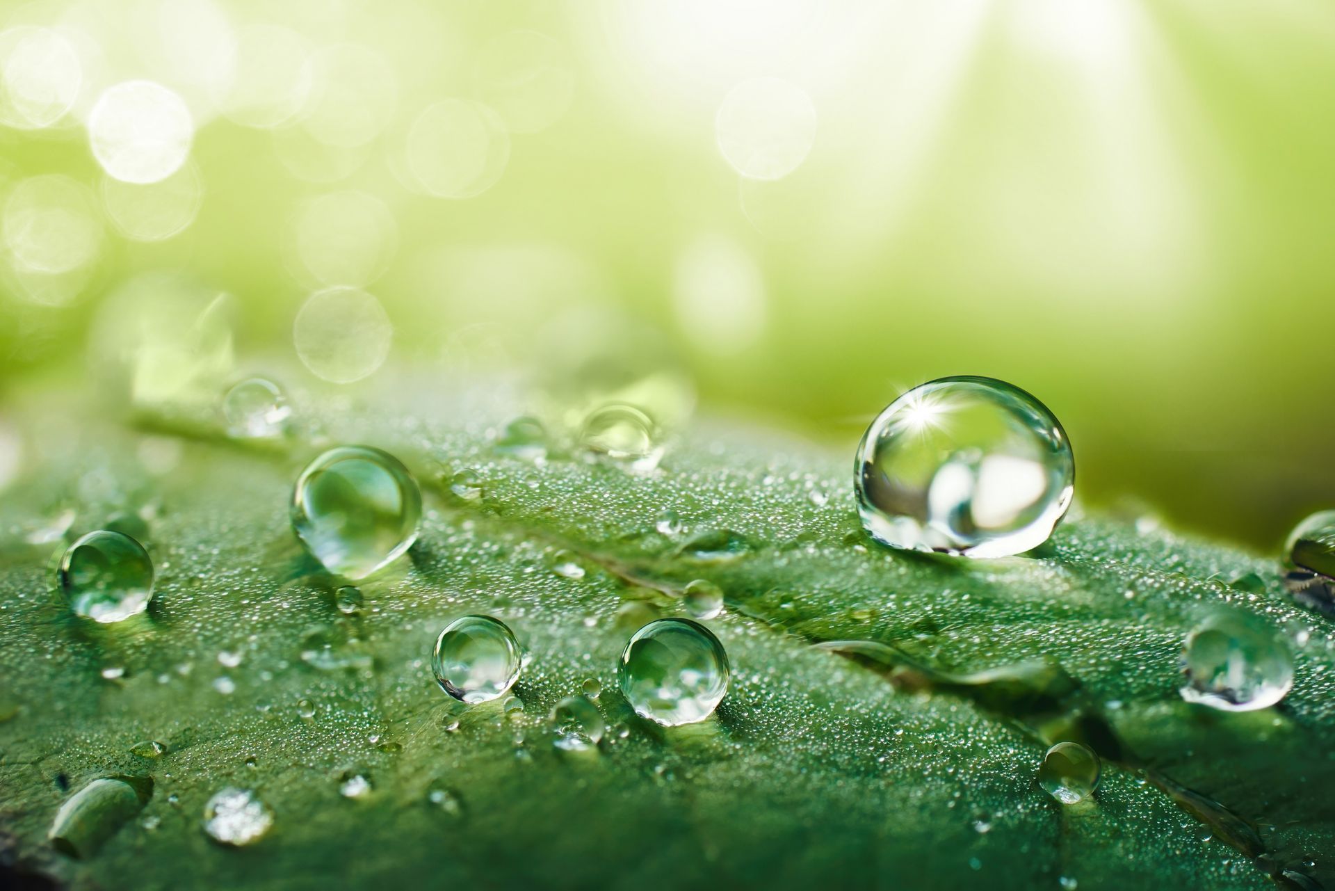 A close up of water drops on a green leaf.