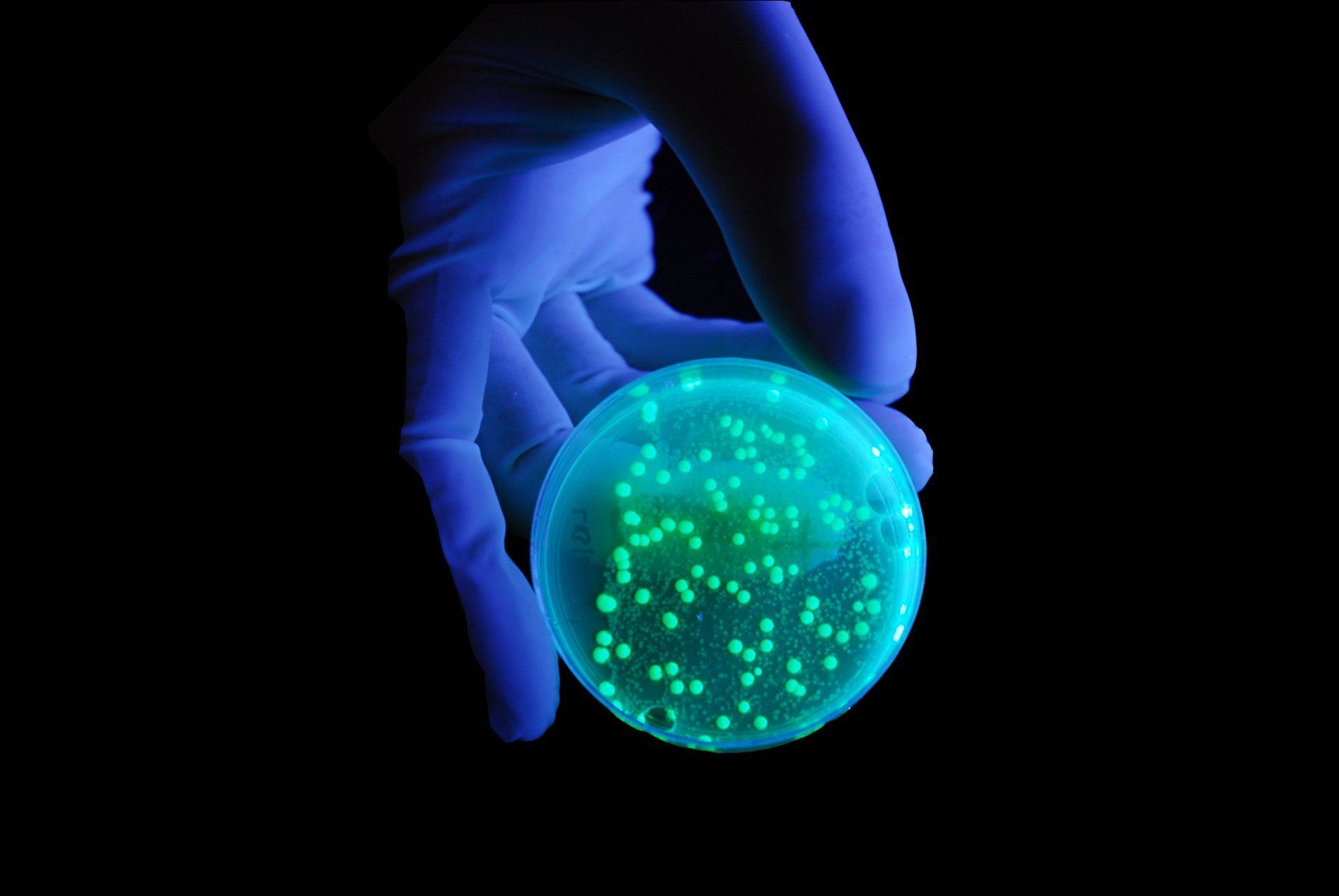 A gloved hand holds a petri dish illuminated with glowing green bacterial colonies against a black background.