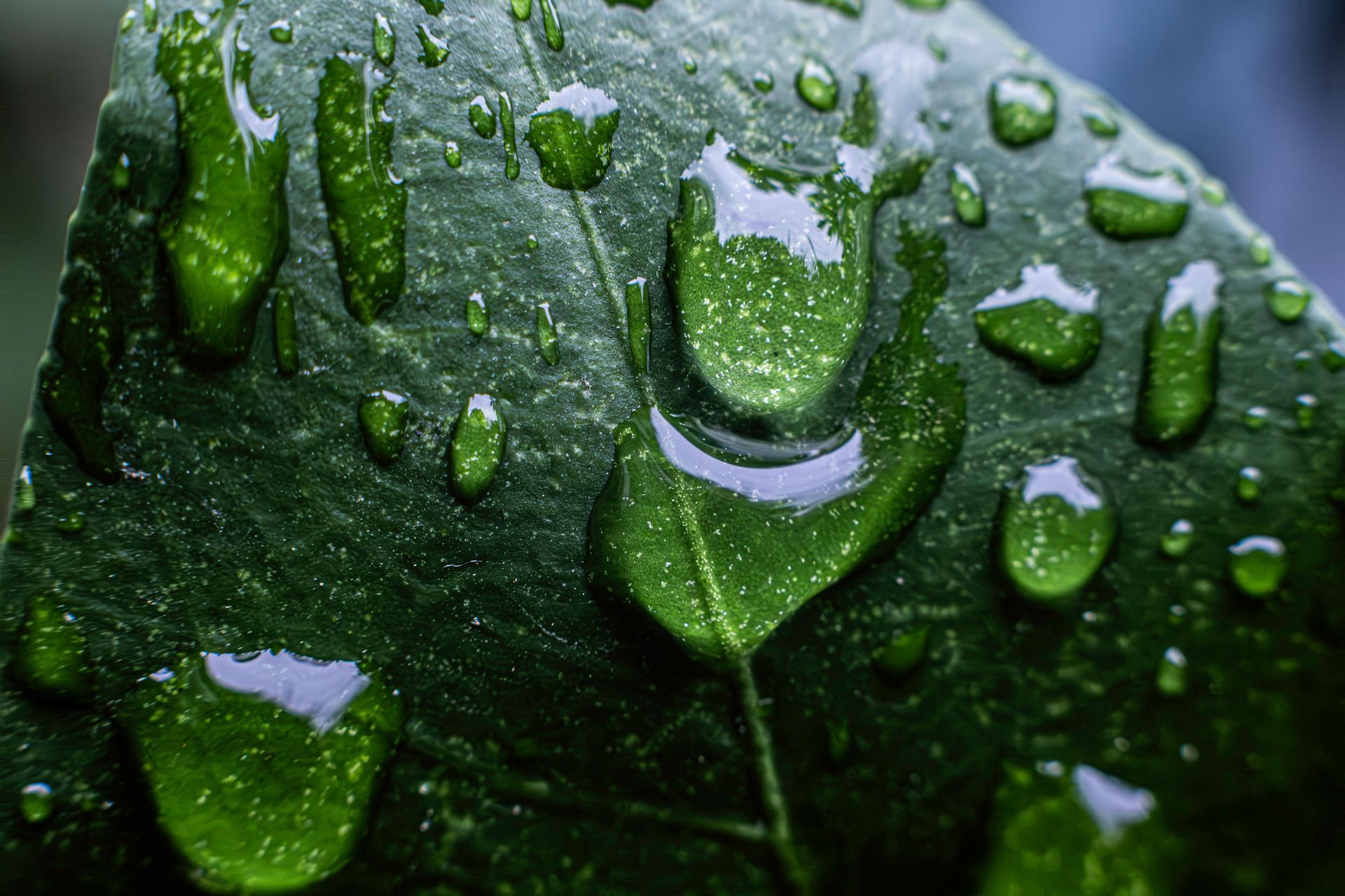 Close-up of a green leaf covered in clear water droplets, reflecting light.