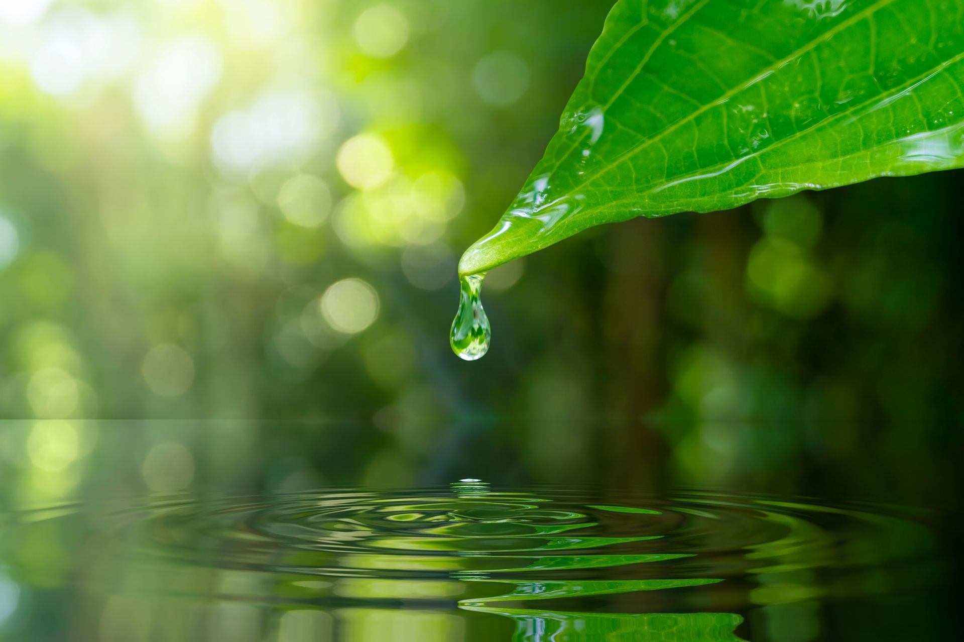 A water droplet falling from a green leaf into water, with a blurred green forest background.