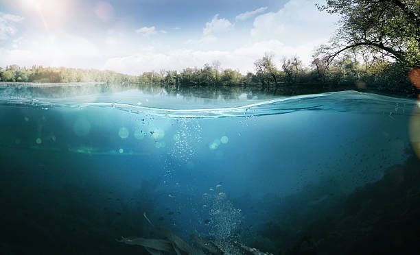 Split view of a lake, with clear water showing a submerged view and a visible shoreline. Sunlight above creates a bright, hazy sky.