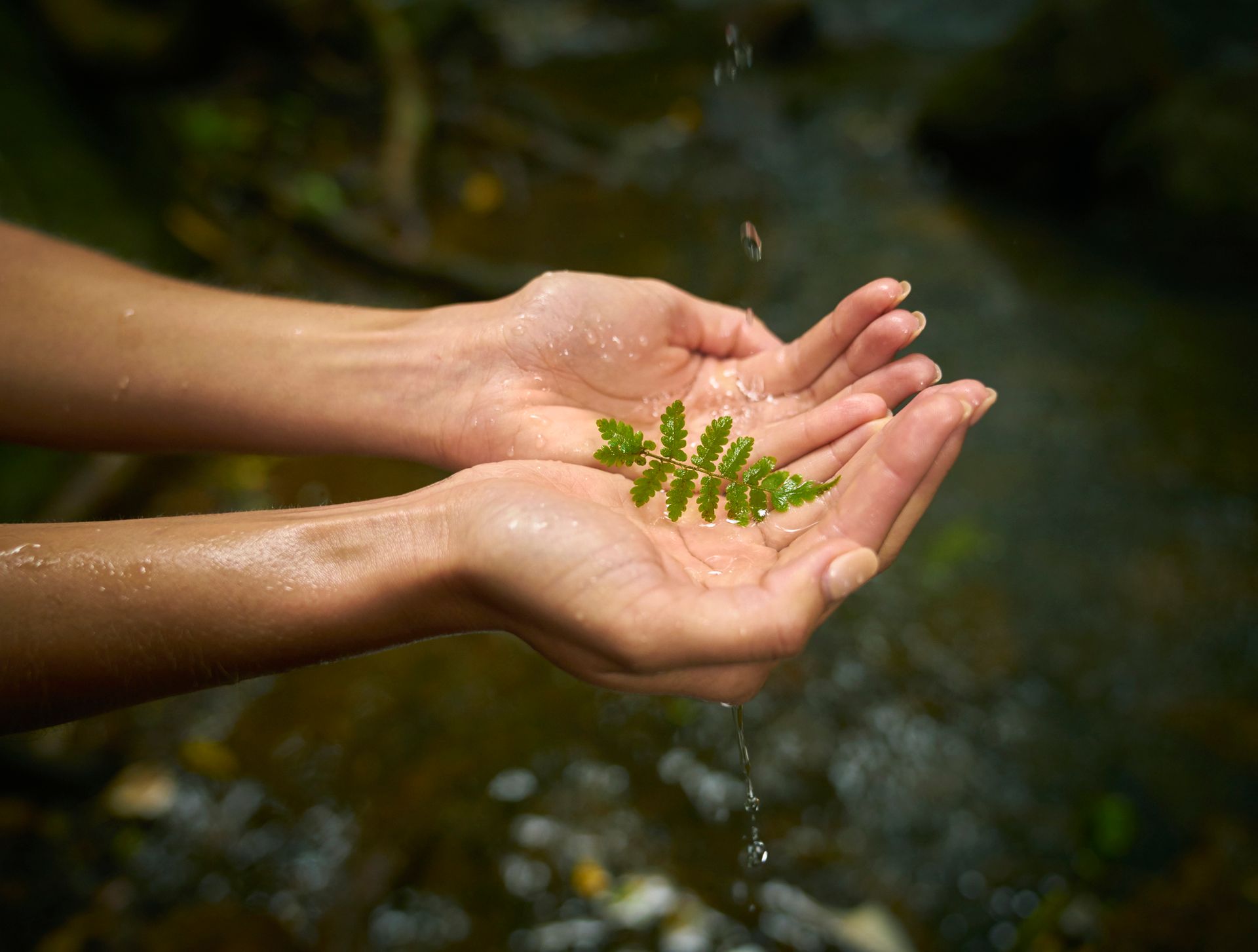 Hands cupped, catching water dripping onto a small green fern. Outdoors, blurred background.