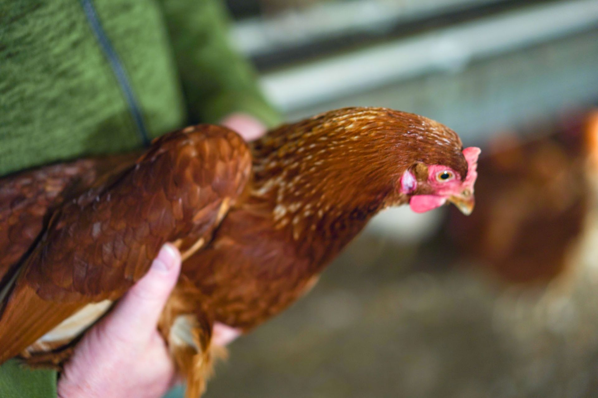 Legehenne auf dem Arm