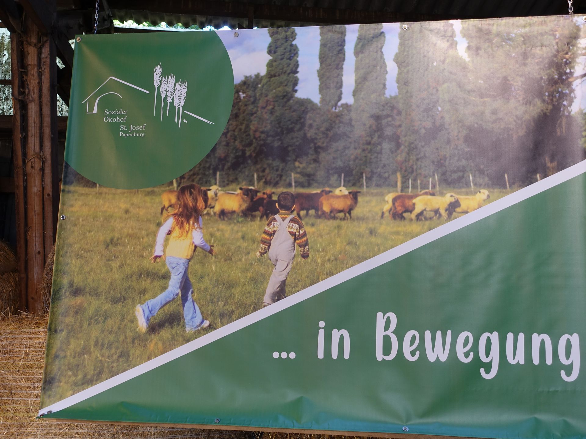 Auf einer iese laufen zwei Kinder vor einer Rinderherde
