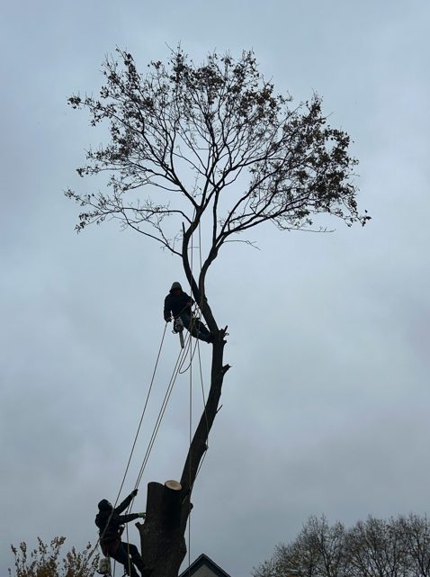 tree removal near me