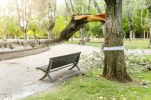 Emergency Tree Assistance