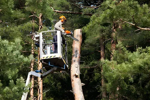 Maplewood Tree Trimming