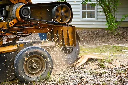 Stump Grinding & Removal Maplewood